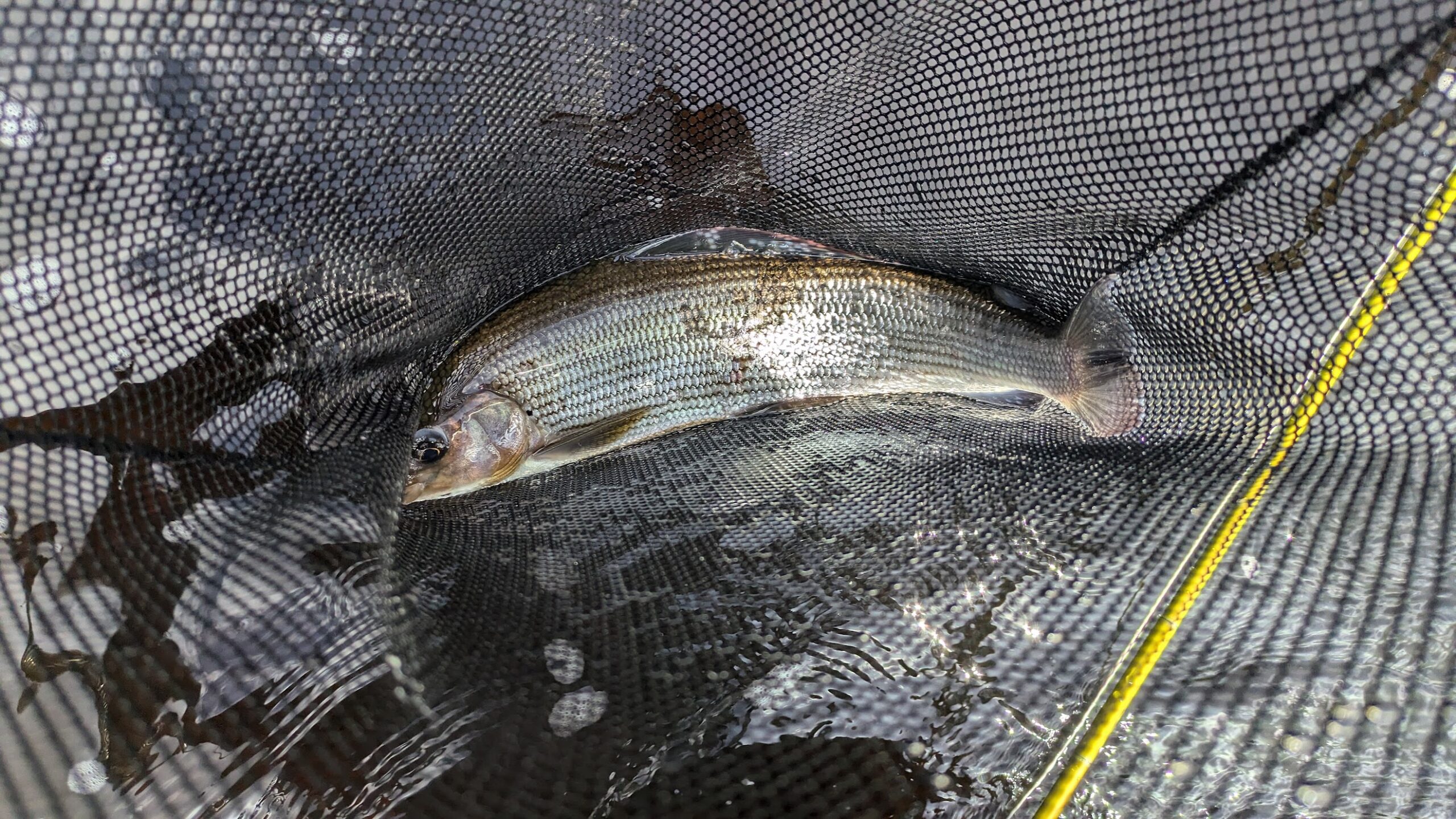 Grayling Season on the Tees